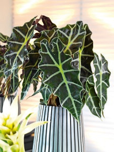 Alocasia Polly in Lines Planter